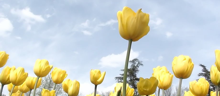 Tulips image slide