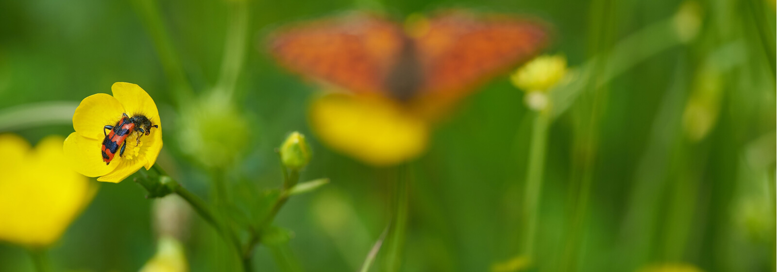Spring image slide