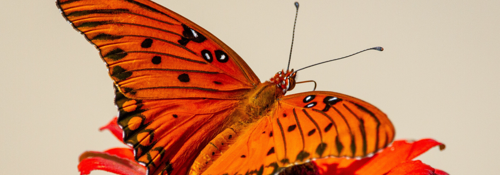 Butterfly image slide