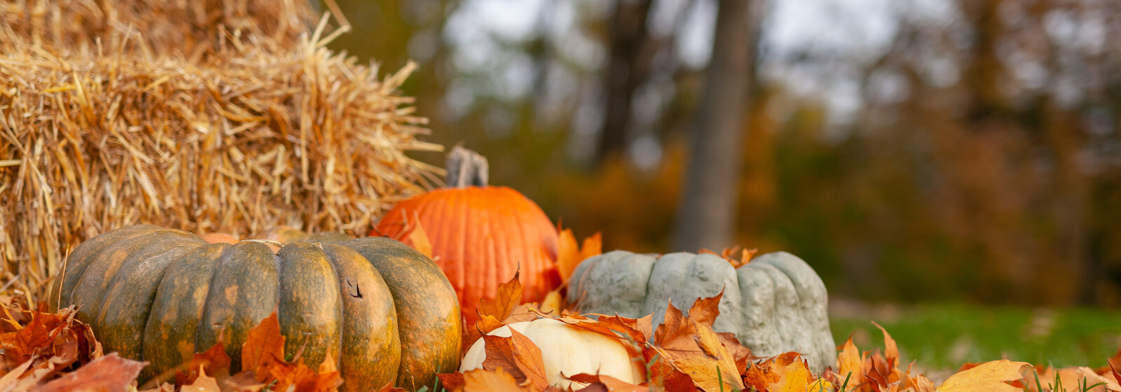 Fall/pumpkins image slide